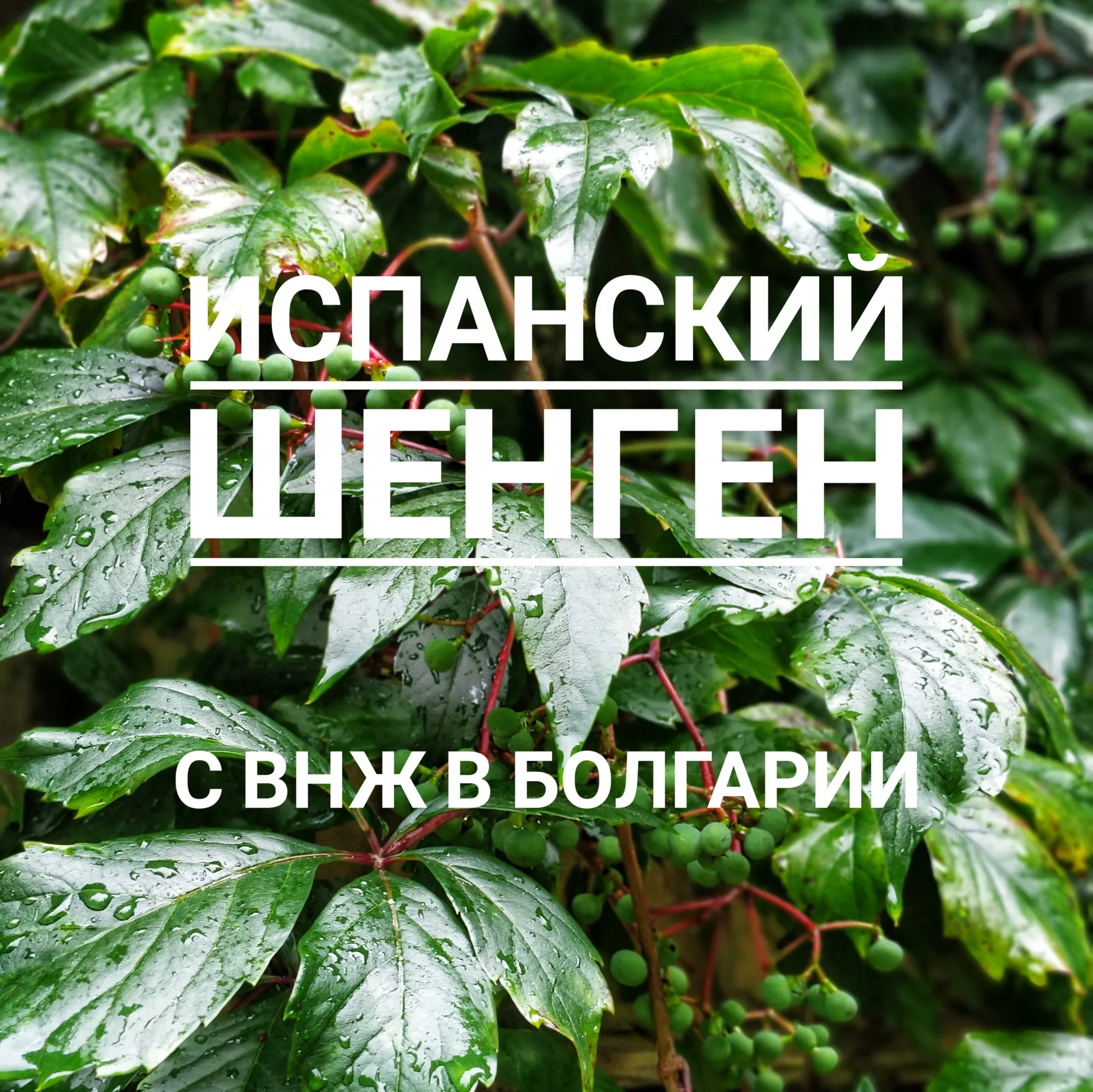 Как мы получали испанский шенген с ВНЖ в Болгарии