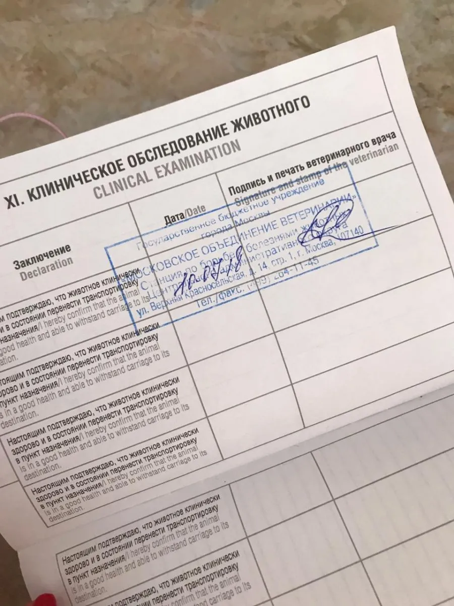 Клиническое обследование животного