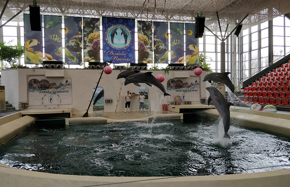Выступление дельфинов в дельфинарии в Варне